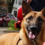 ¿Puedo llevar mi animal de compañía al puesto de votación en las elecciones presidenciales del 21 de junio?